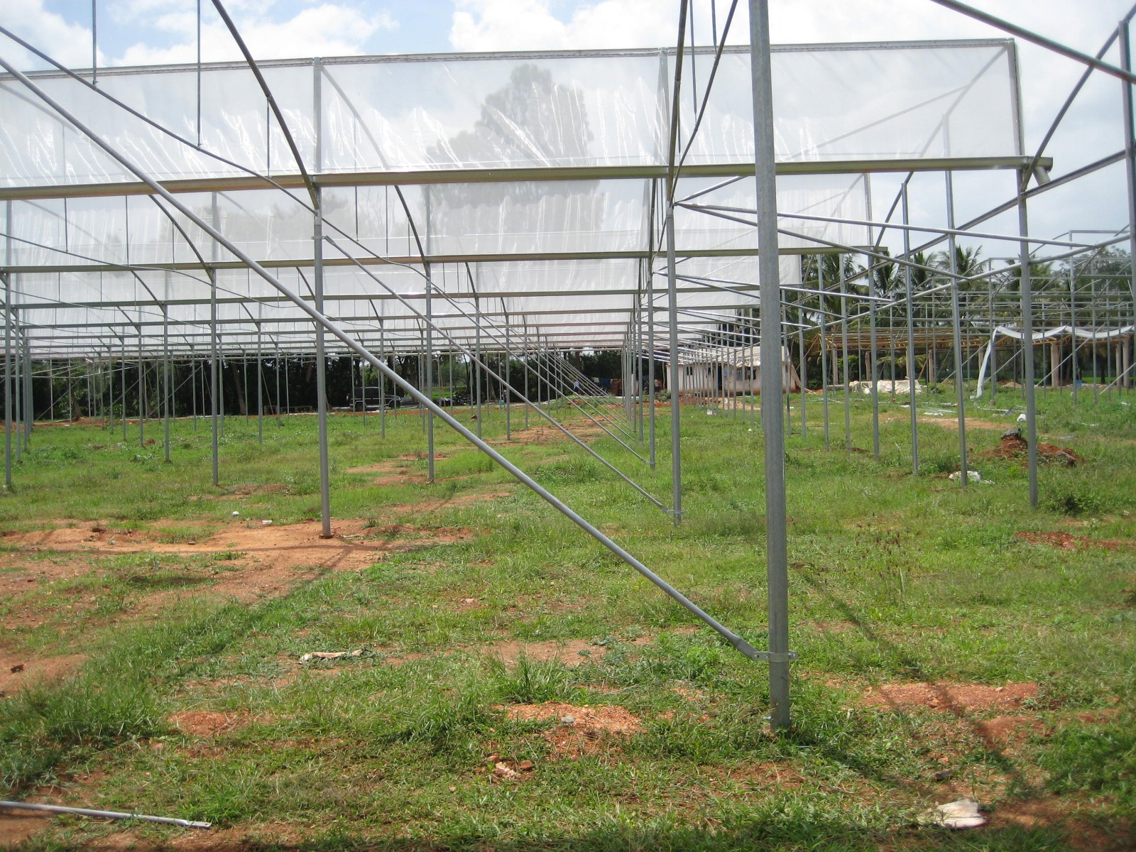 Greenhouse Project 29